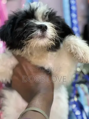 1-3 months Female Purebred Maltese