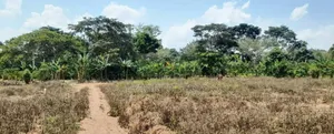 Prime Plots For Sale At Nampunge~Katiiti Divine Land Estate.
