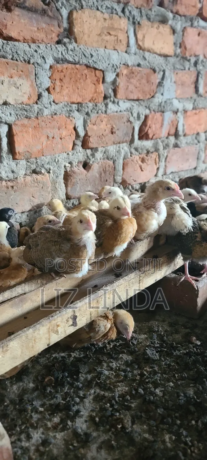 Kroilers or Birds of One Month 5.