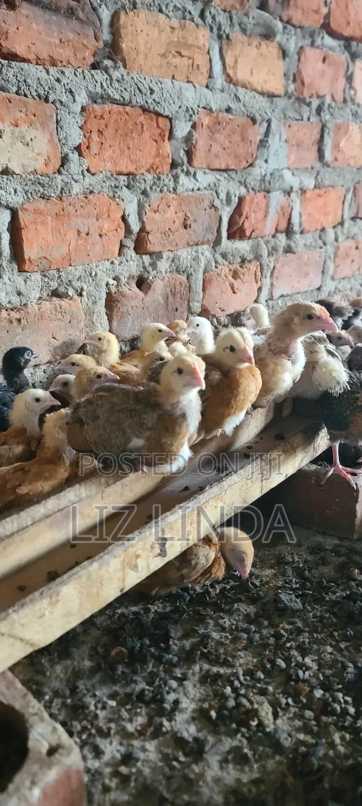 Kroilers or Birds of One Month 5.