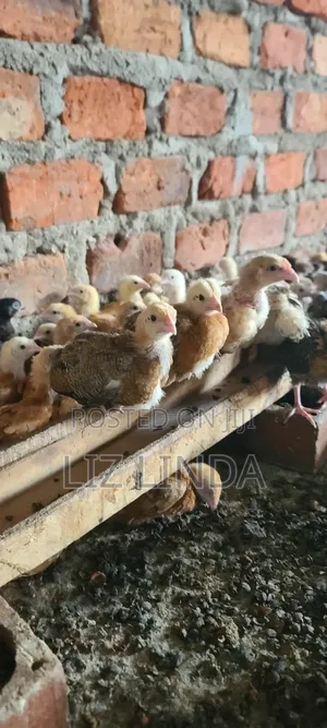 Kroilers or Birds of One Month 5.