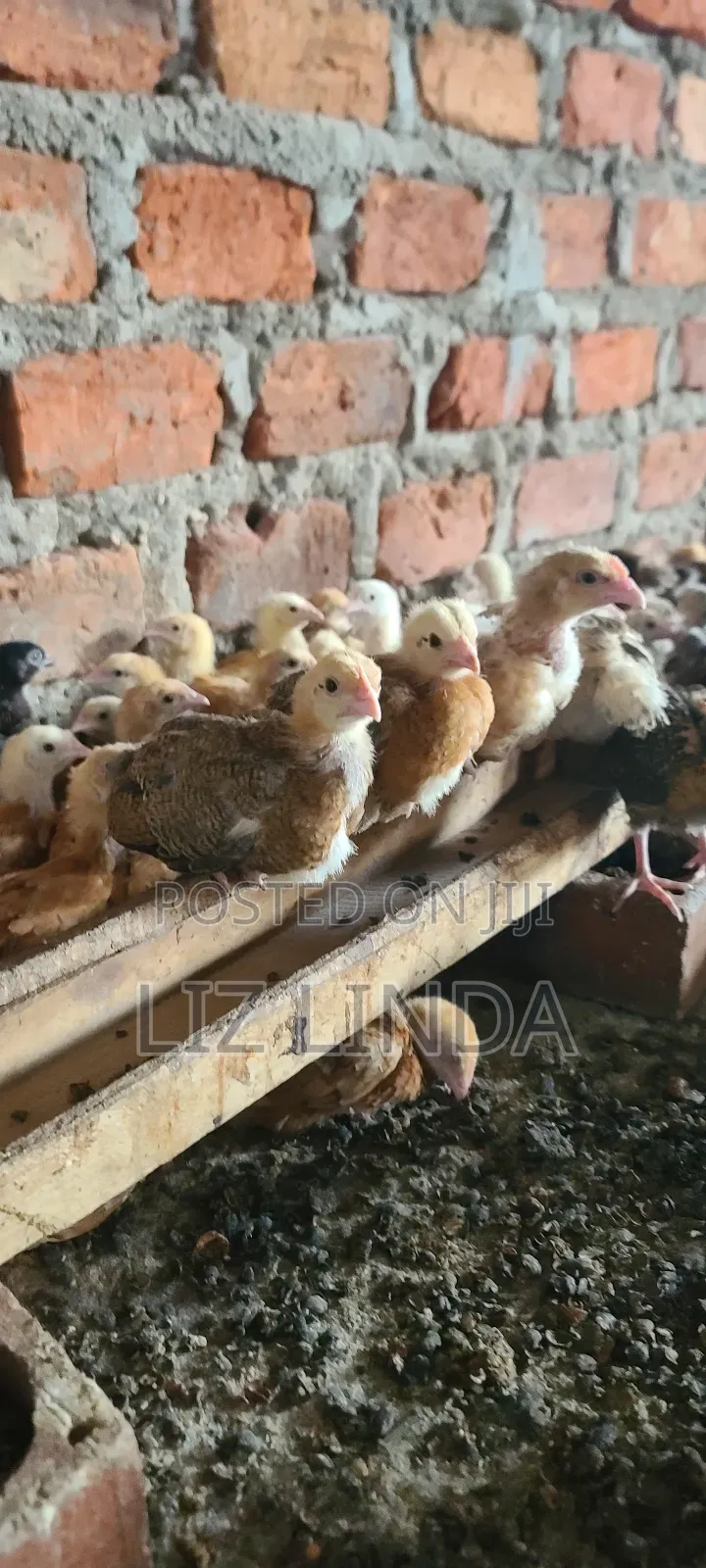 Kroilers or Birds of One Month 5.
