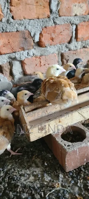 Kroilers or Birds of One Month 4.