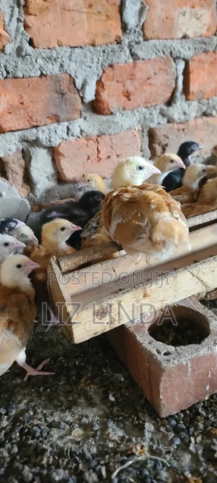 Kroilers or Birds of One Month 4.