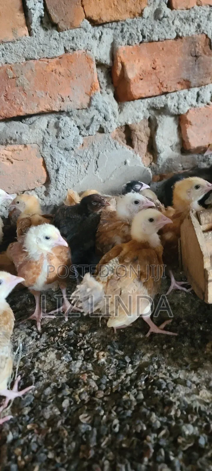 Kroilers or Birds of 1month 1.