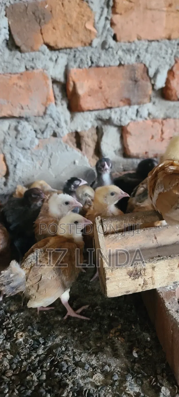Free Range Kroiler Chickens of One Month 12.