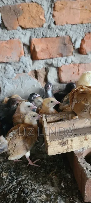 Free Range Kroiler Chickens of One Month 12.