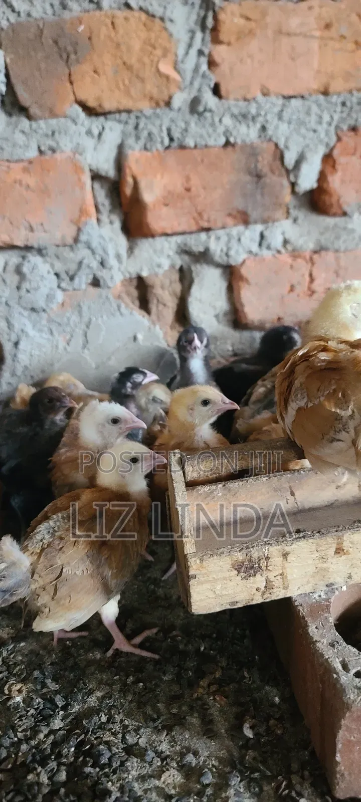 Free Range Kroiler Chickens of One Month 12.