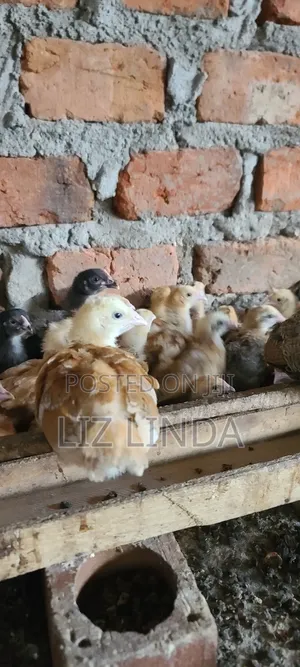 Free Range Kroiler Chickens of One Month 12.