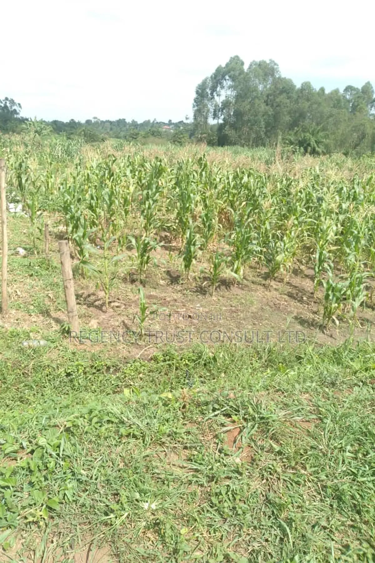 64 Acres of Farm Land Available for Rent in Bbaale, Kayunga