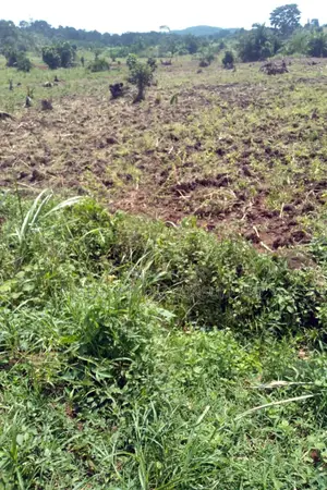 64 Acres of Farm Land Available for Rent in Bbaale, Kayunga
