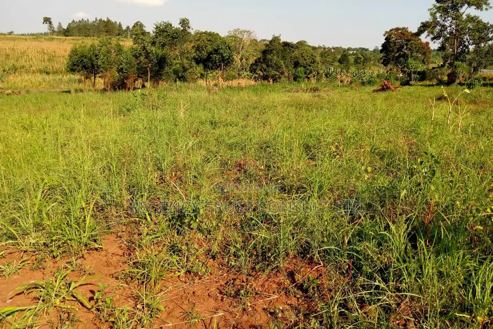 64 Acres of Farm Land Available for Rent in Bbaale, Kayunga