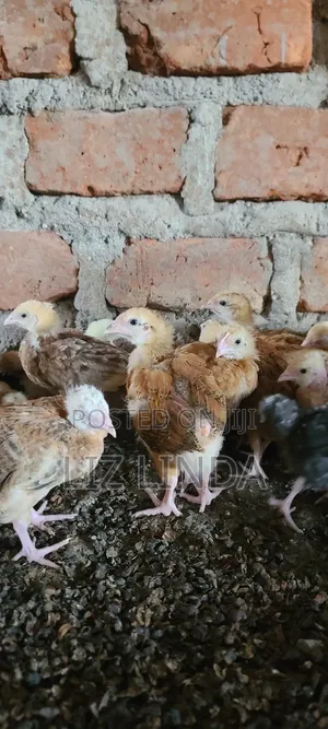 Free Range Different Breeds of Chickens at One Month 22.