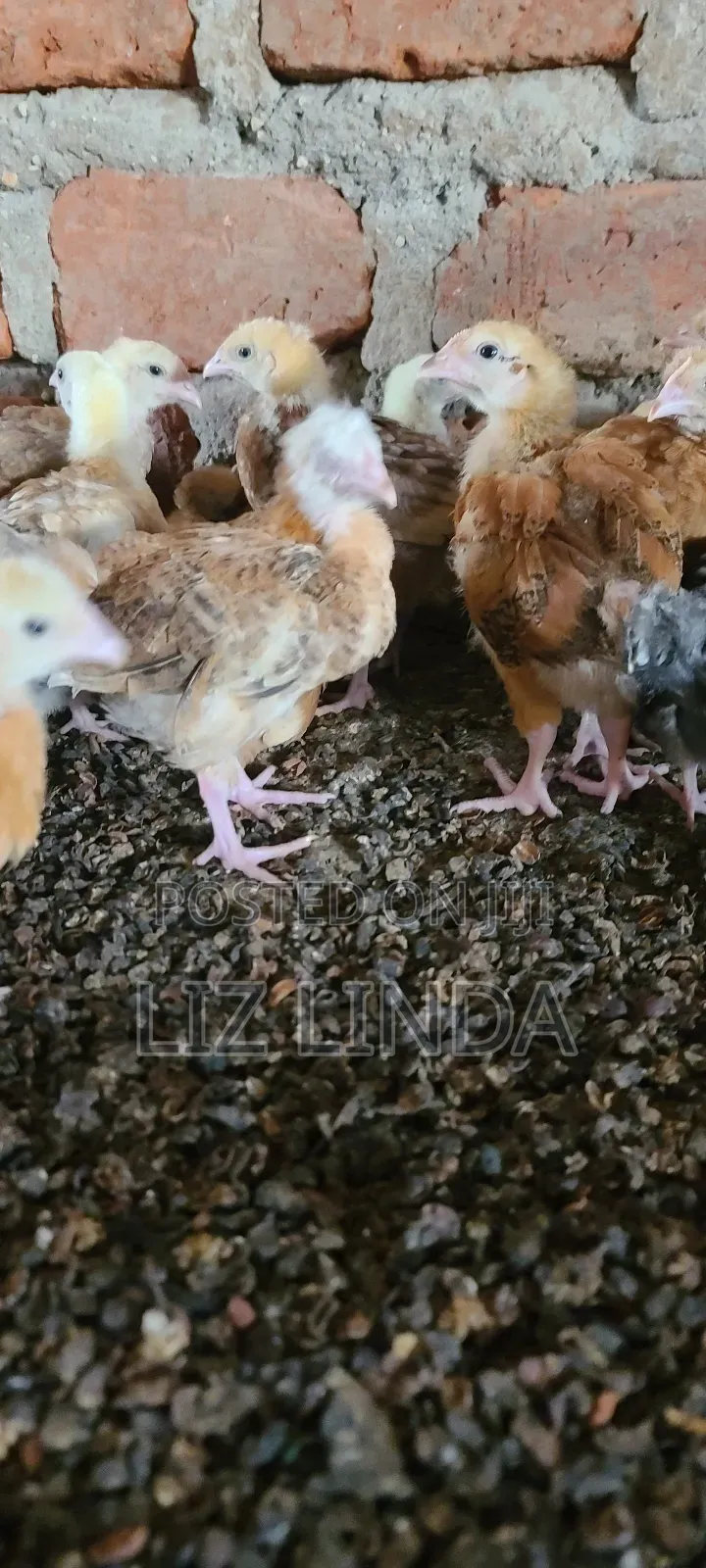 Free Range Different Breeds of Chickens at One Month 22.