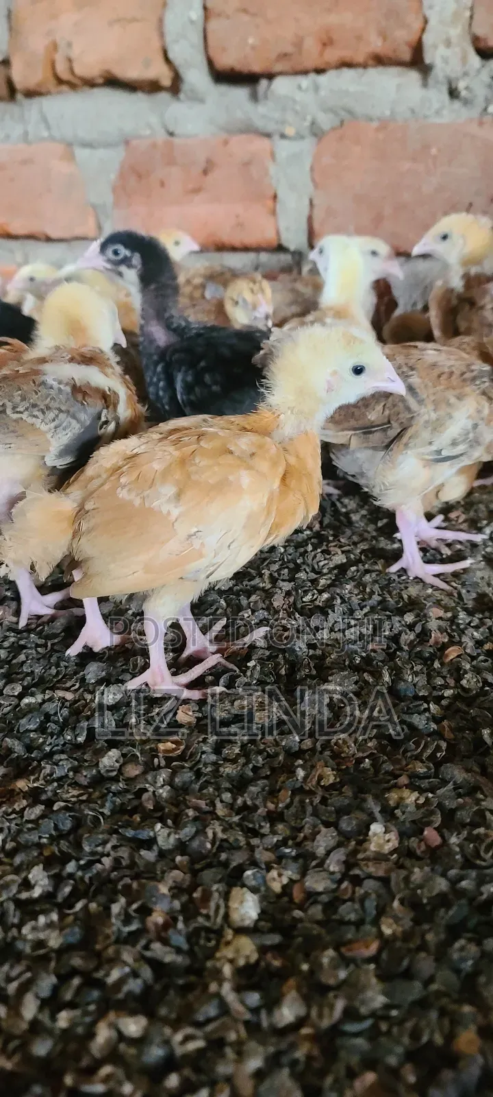 Free Range Different Breeds of Chickens at One Month 22.