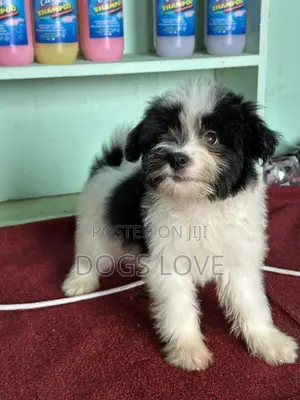1-3 months Female Purebred Maltese