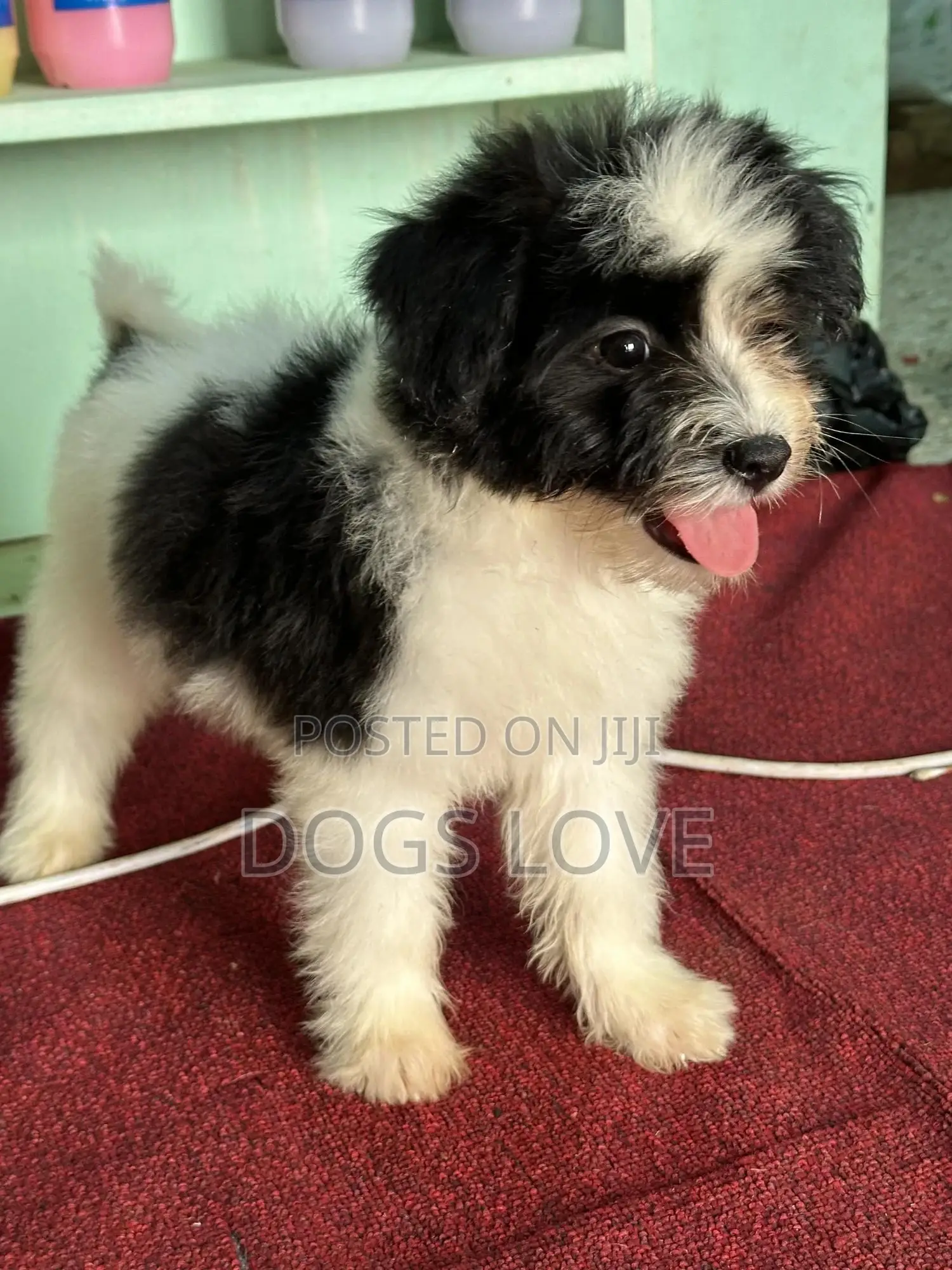 1-3 months Female Purebred Maltese