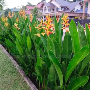 Planting Flowers of the Same Kind