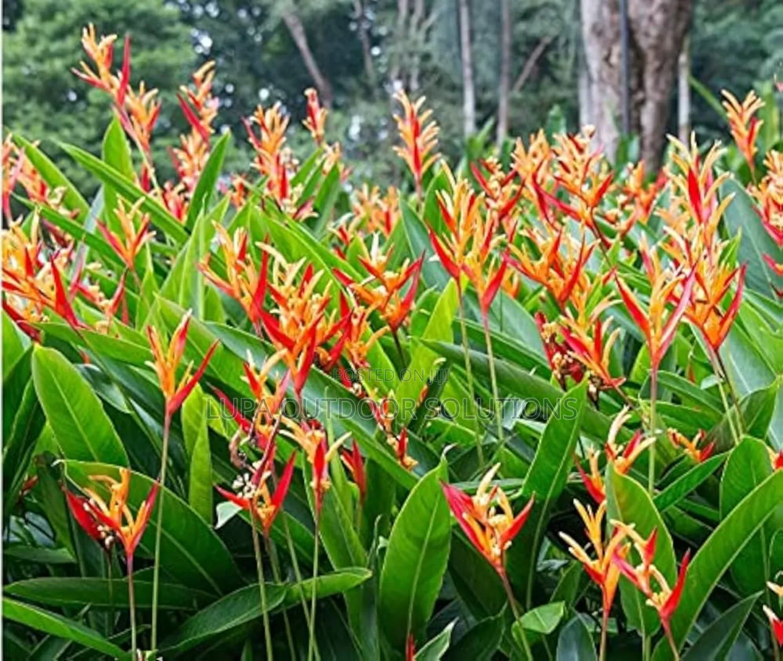 Planting Flowers of the Same Kind