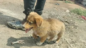 1-3 months Female Purebred German Shepherd