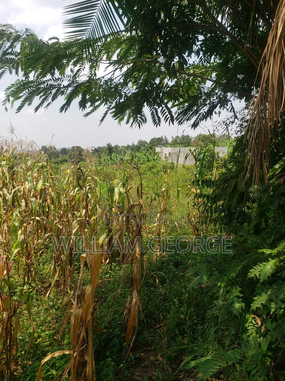 100x100 Land Buwambo, Lugo Estate