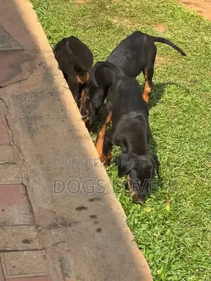 1-3 months Male Purebred Doberman Pinscher