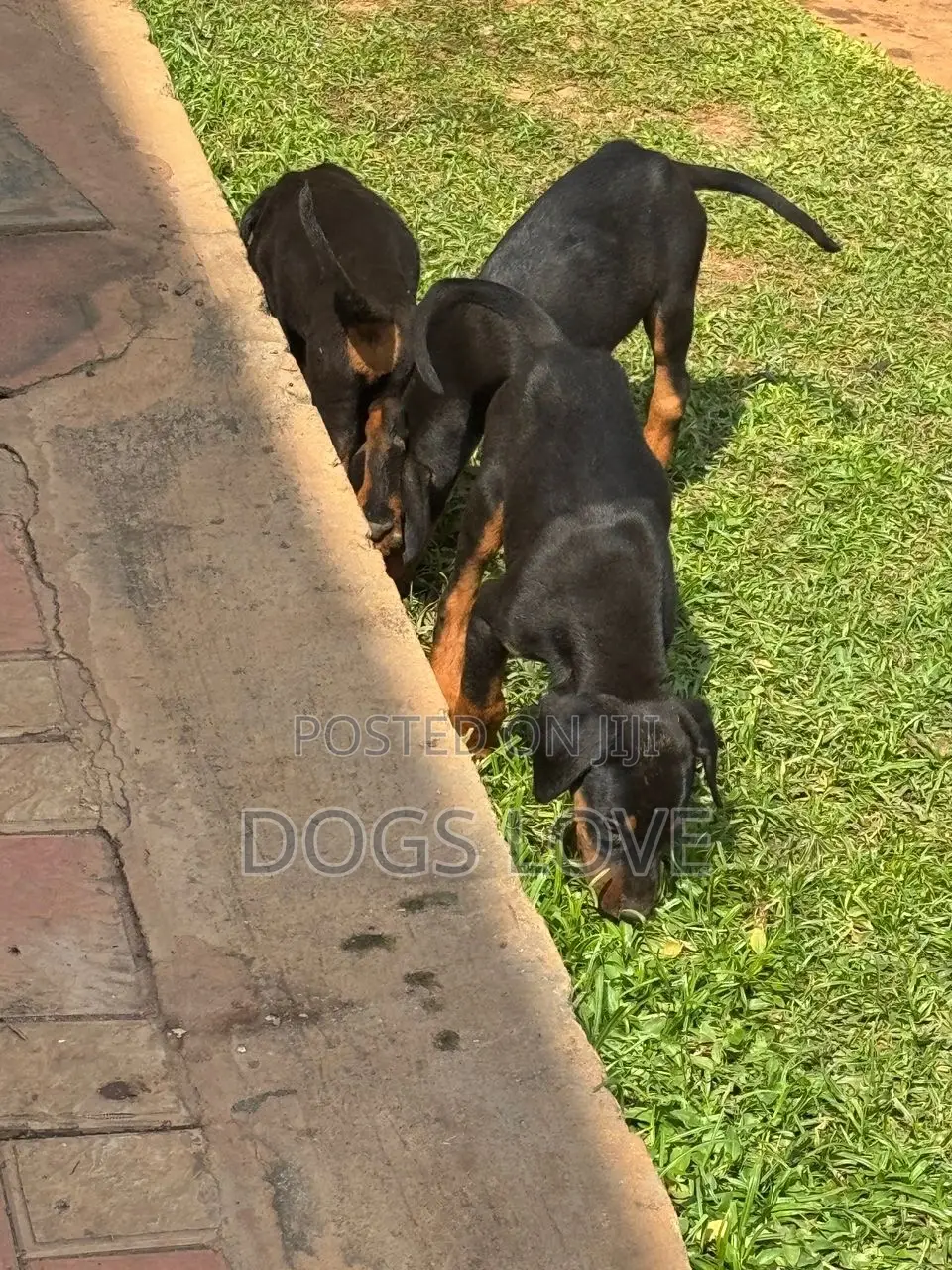 1-3 months Male Purebred Doberman Pinscher