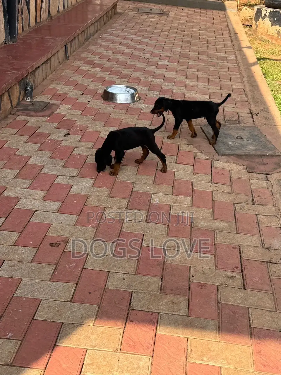 1-3 months Male Purebred Doberman Pinscher