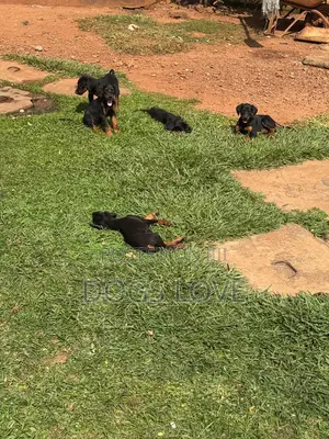 1-3 months Male Purebred Doberman Pinscher