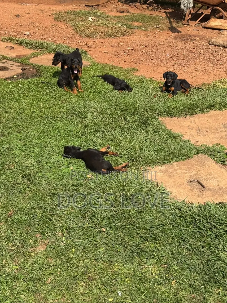 1-3 months Male Purebred Doberman Pinscher