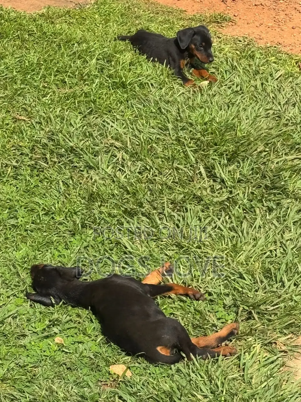 1-3 months Female Purebred Doberman Pinscher