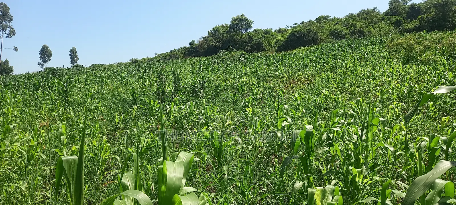 Prime Land 4 Acres for Sale