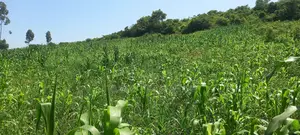 Prime Land 4 Acres for Sale