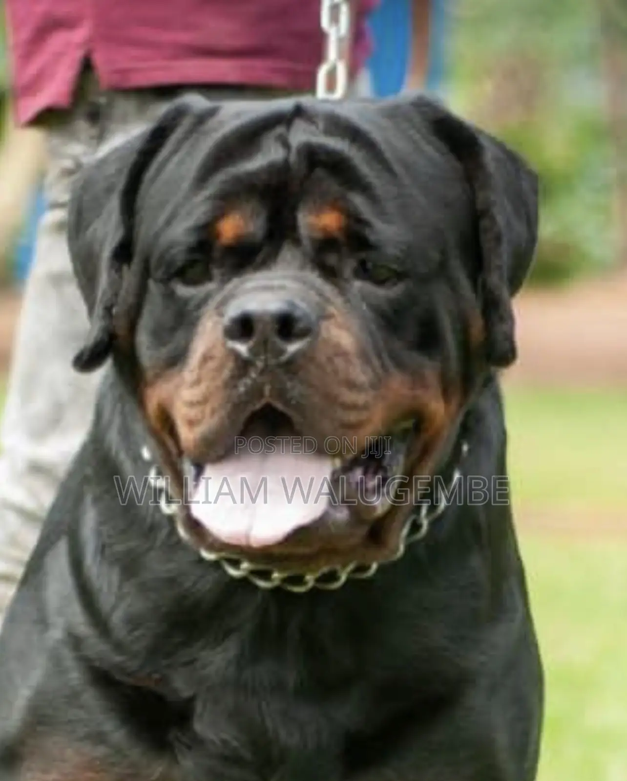 1-3 months Female Purebred Rottweiler