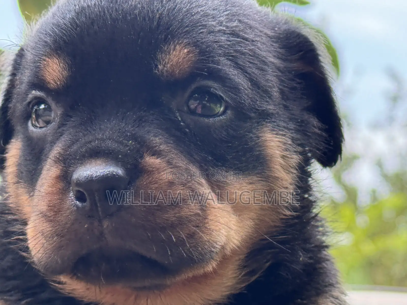 1-3 months Female Purebred Rottweiler