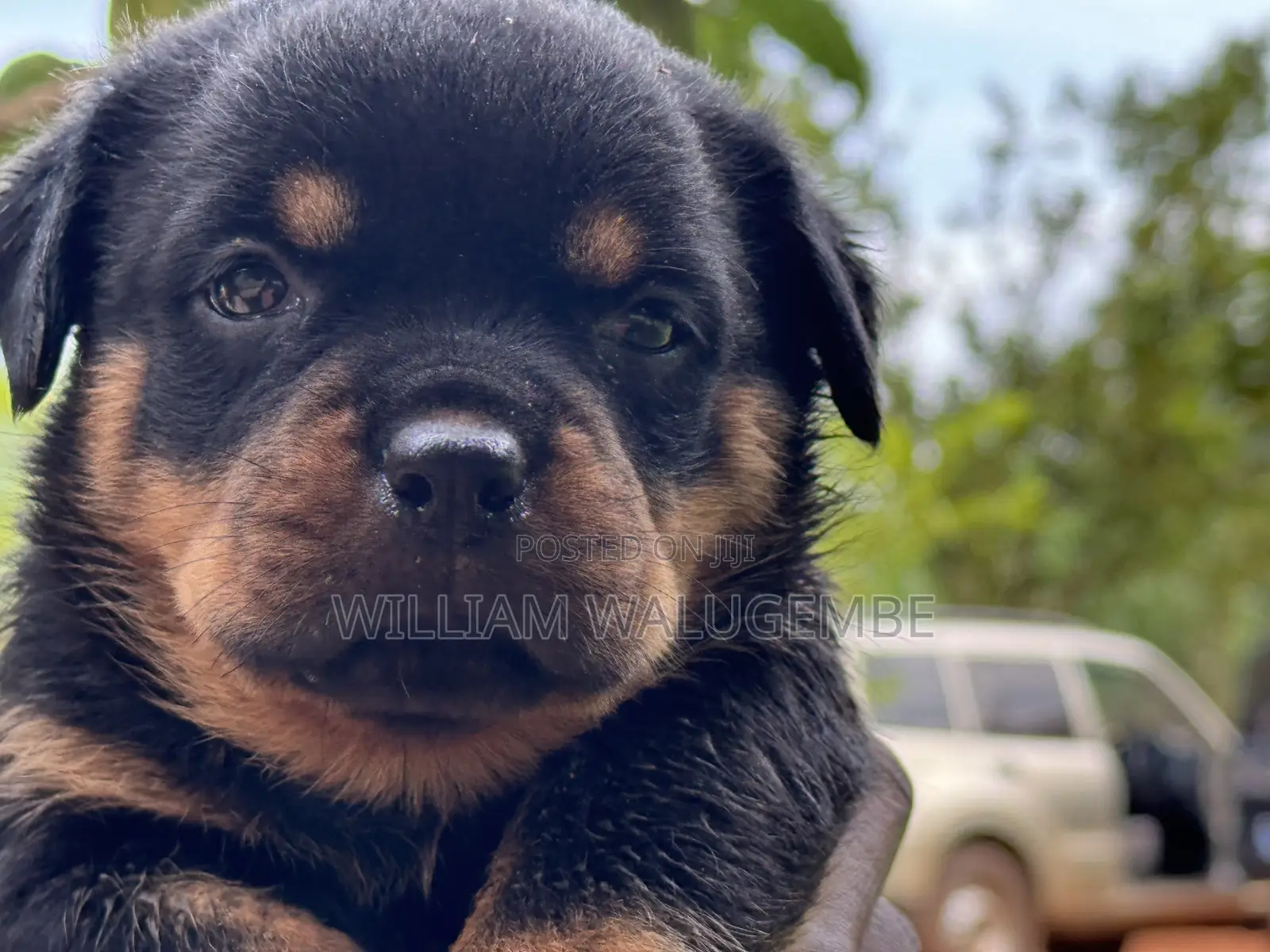 1-3 months Female Purebred Rottweiler