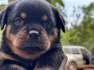 1-3 months Female Purebred Rottweiler