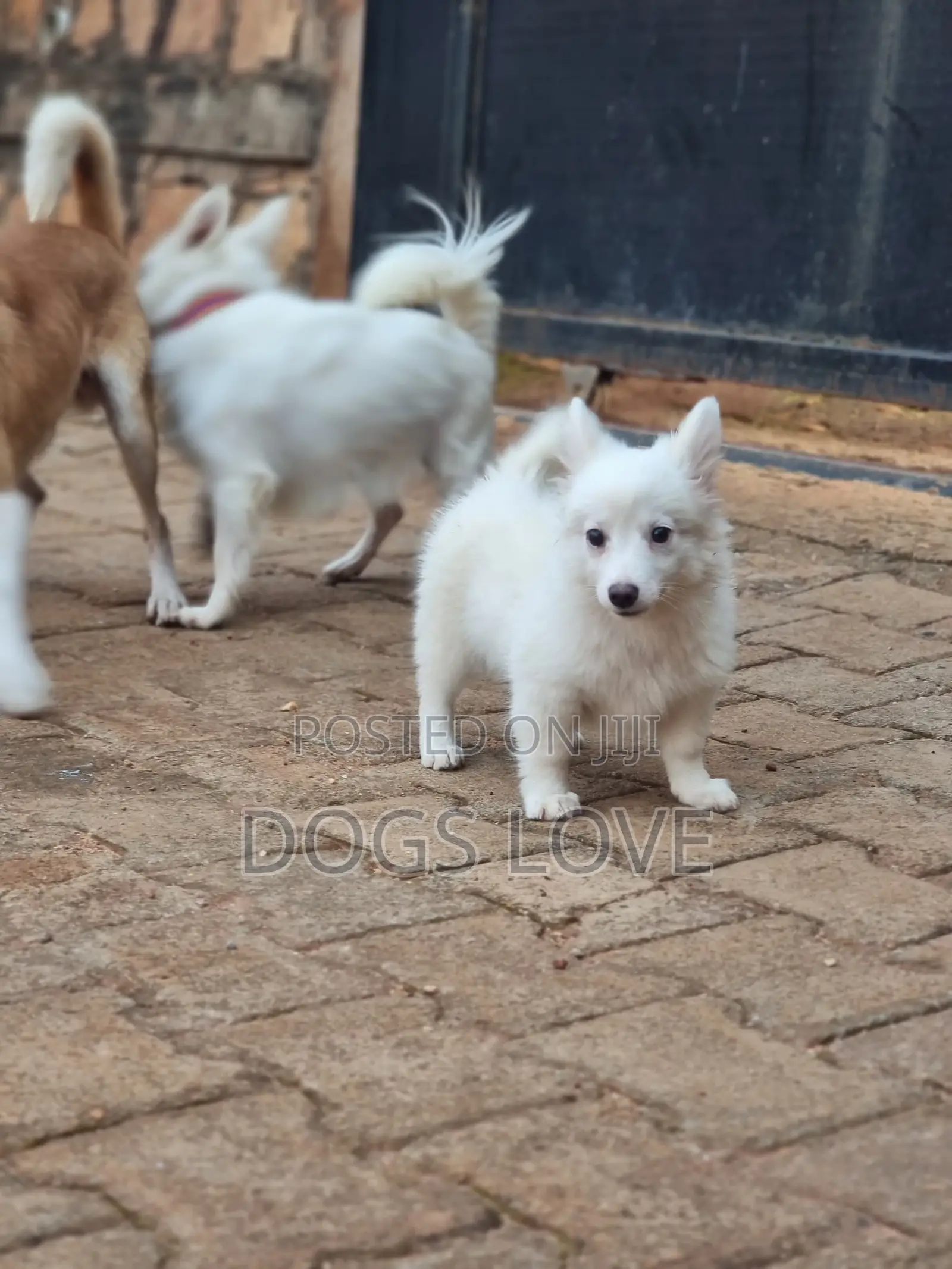 1-3 months Male Purebred Japanese Spitz