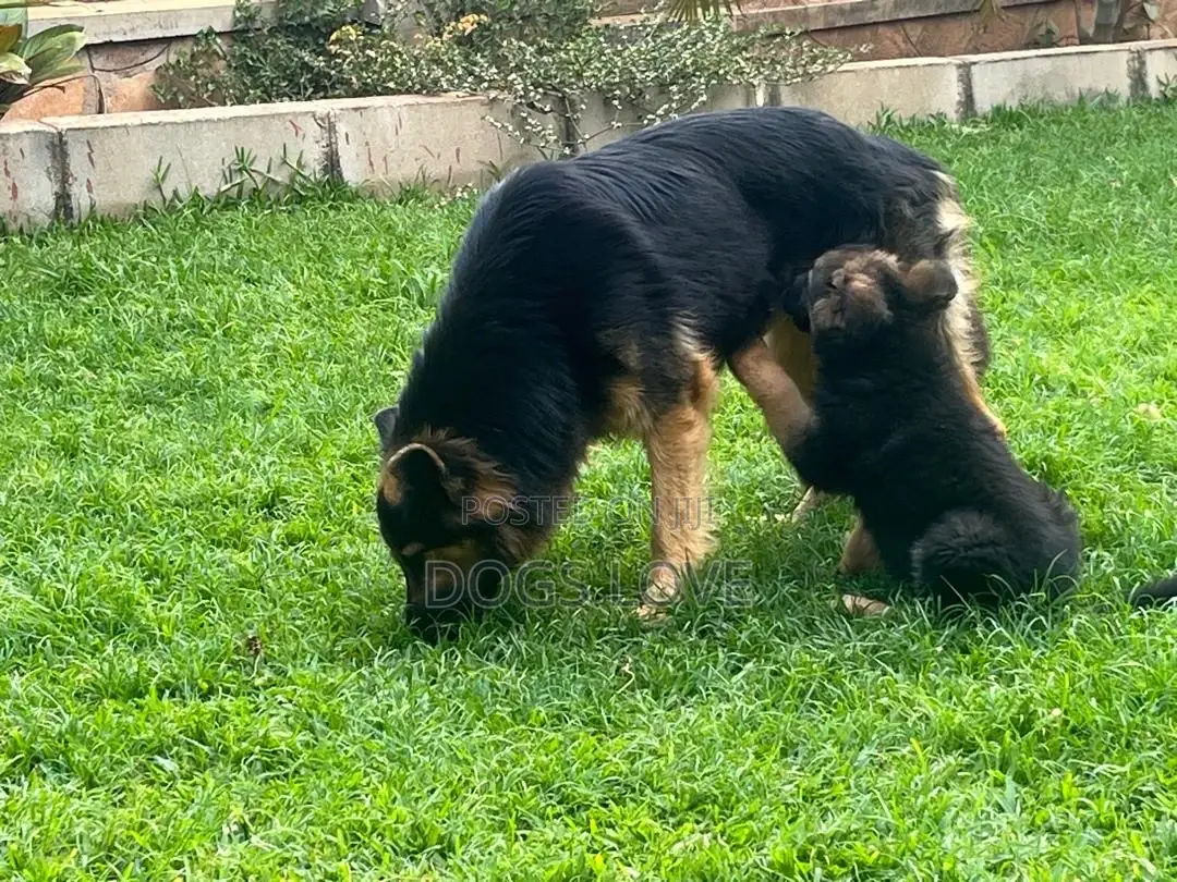 1-3 months Male Purebred German Shepherd