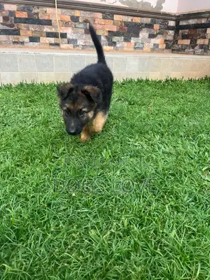 1-3 months Male Purebred German Shepherd