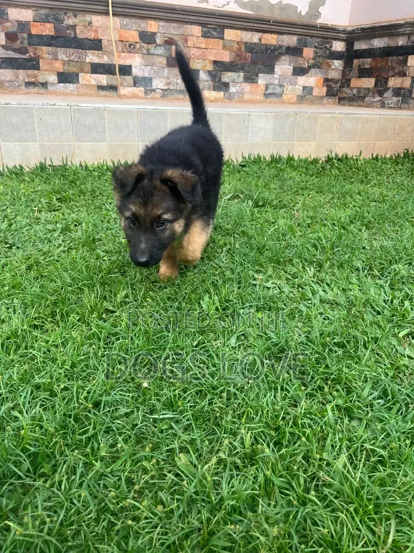 1-3 months Male Purebred German Shepherd