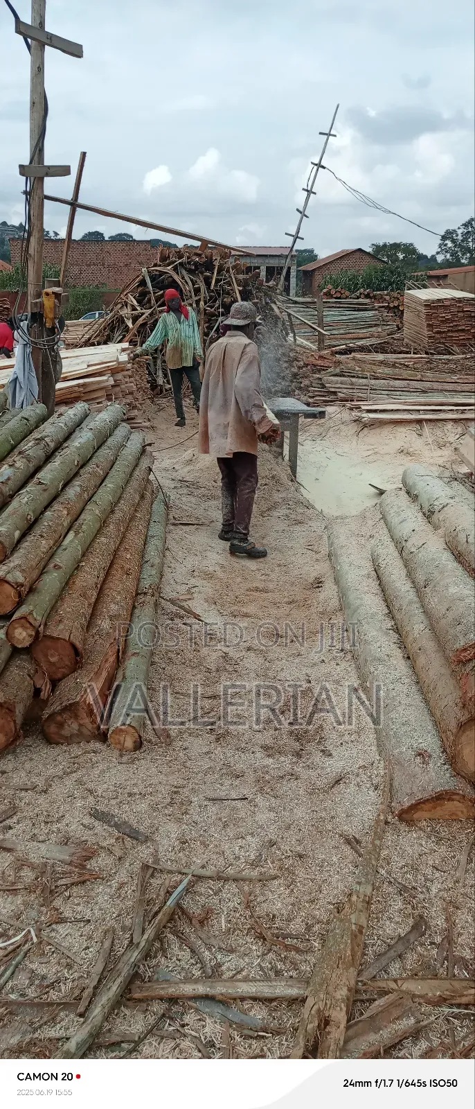 Firewood for Sell