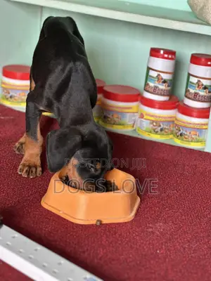 1-3 months Male Purebred Doberman Pinscher