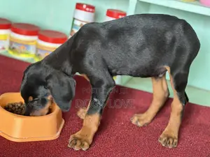 1-3 months Male Purebred Doberman Pinscher