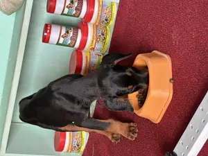 1-3 months Male Purebred Doberman Pinscher