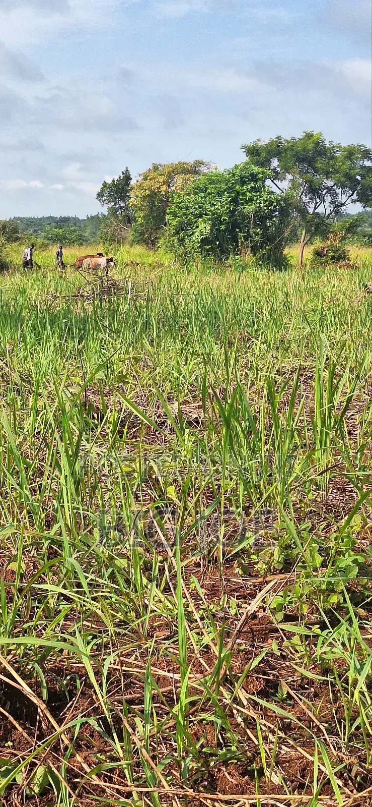 3 Acres of Land for Sale in Koro Lajwatek