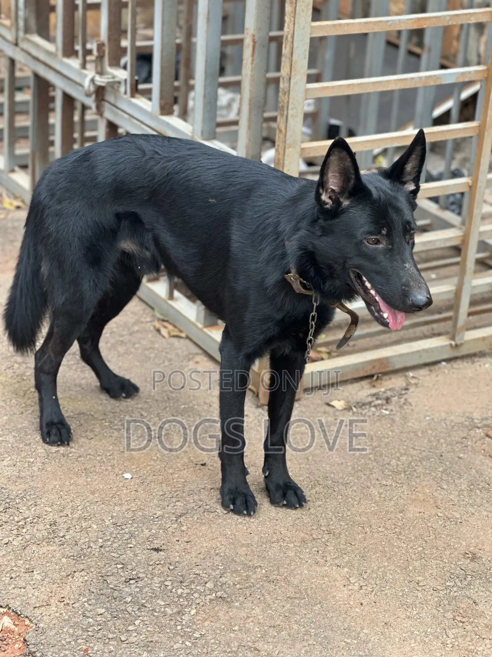 6-12 months Male Purebred German Shepherd
