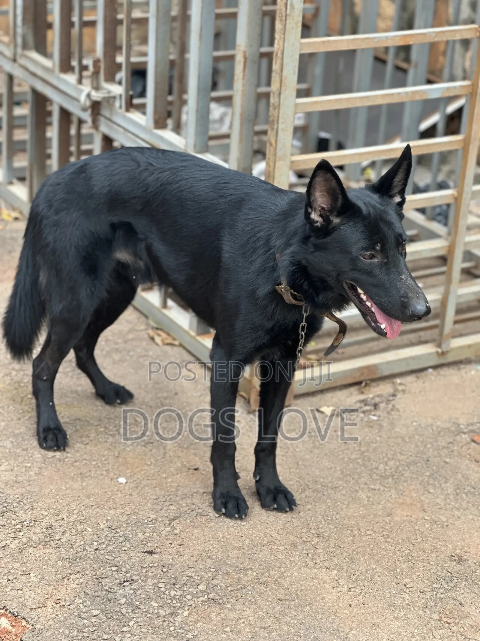 6-12 months Male Purebred German Shepherd