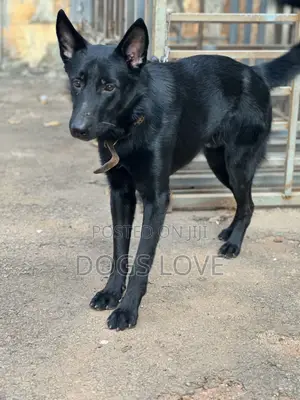 6-12 months Male Purebred German Shepherd