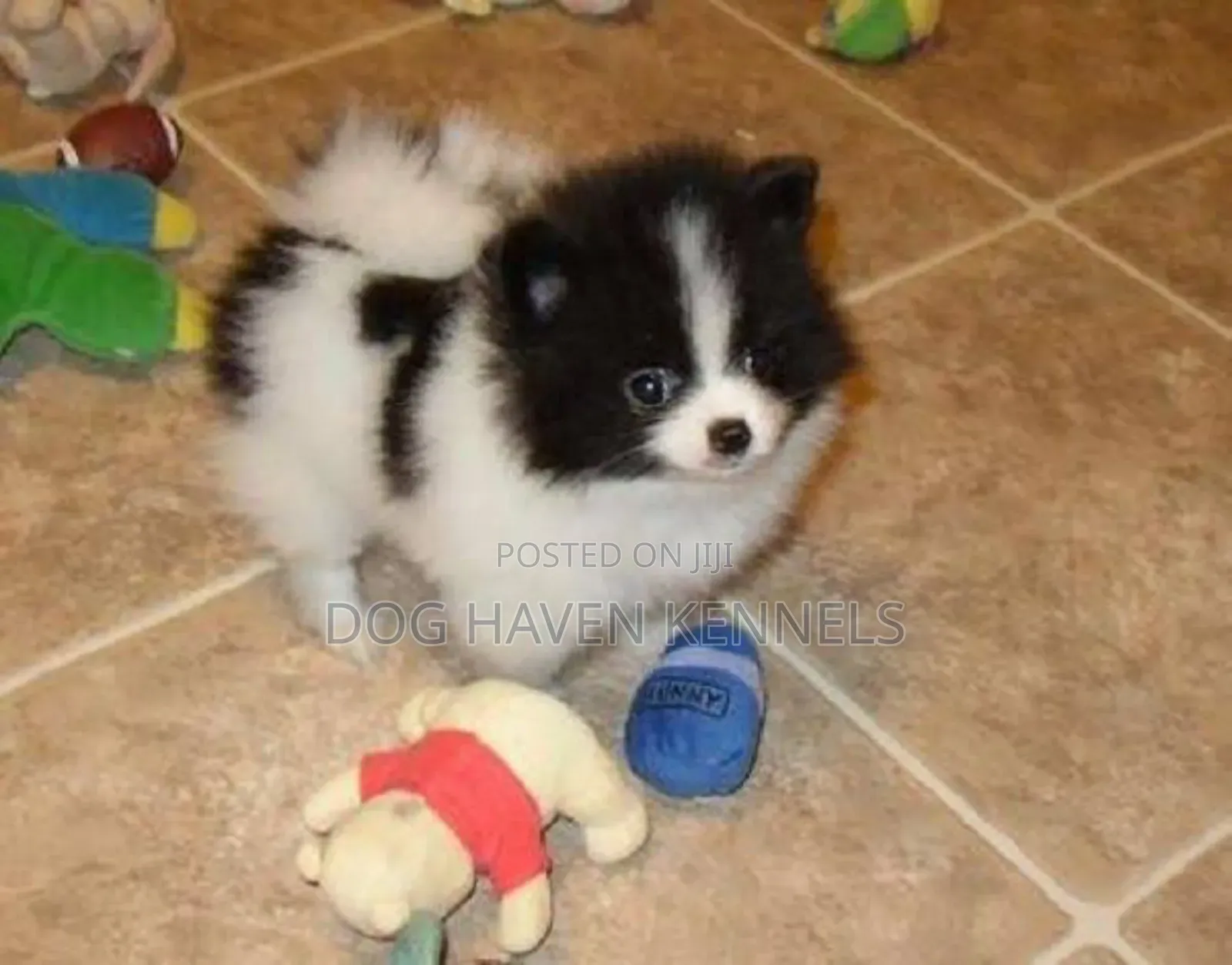 1-3 months Male Purebred Japanese Spitz